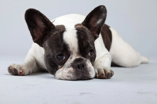 The health challenges of the French bulldog