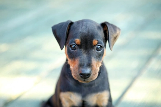 10 things you need to know about the miniature pinscher before you buy ...