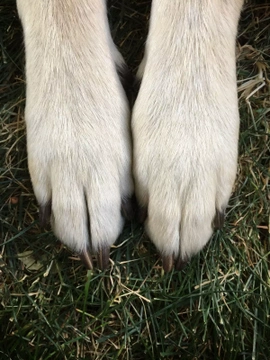 My dog has broken its nail. What should I do?
