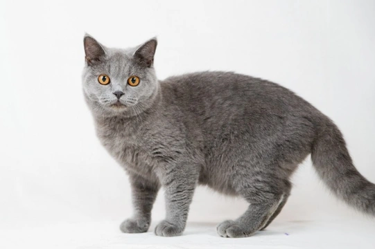 Ten things you need to know about the British shorthair cat breed before you buy one
