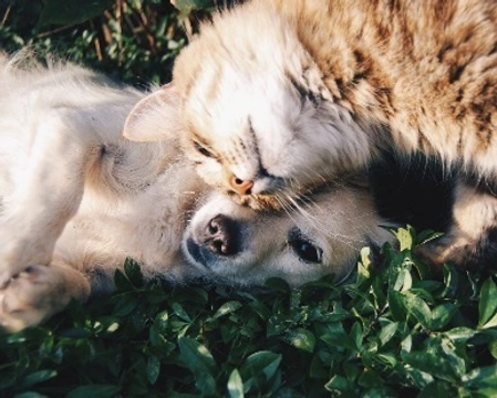 Coronavirus gatto e Coronavirus cane: non sono il Sars-Cov-2