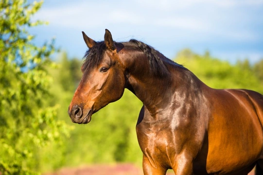 Caring for your horse during a heatwave