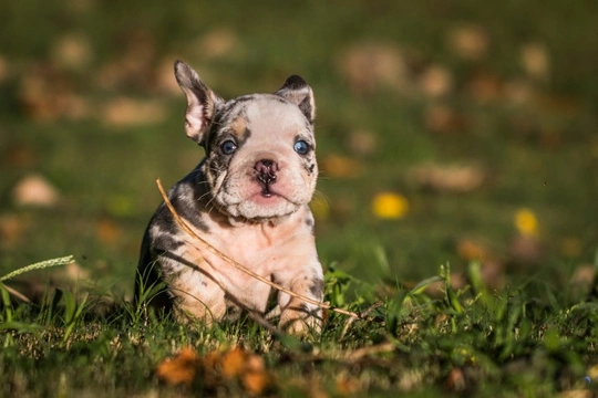 The Health Implications of Merle Bulldogs