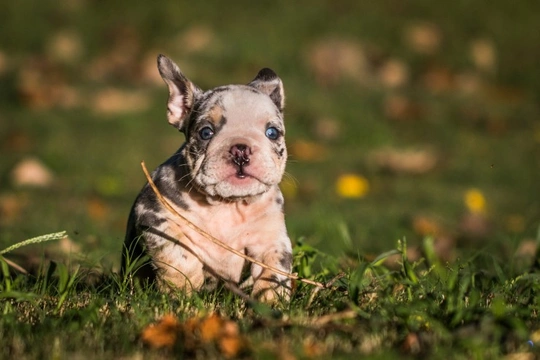 Merle store blue bulldog