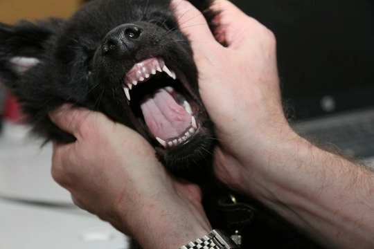 Dentición del perro: ¿cuándo pierden los dientes de leche?