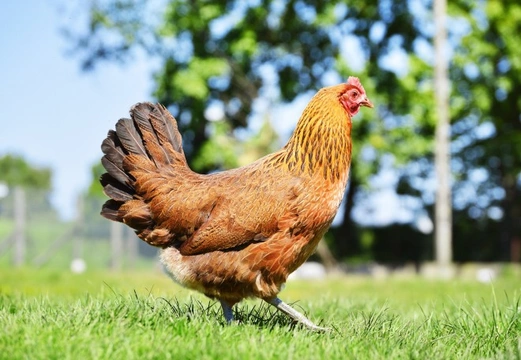 The Benefits of Feeding Apple Cider Vinegar to Chickens