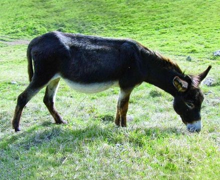 Osel domácí, zapomenutý průvodce člověka