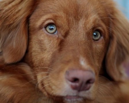 Razze di cani con gli occhi verdi: esistono?
