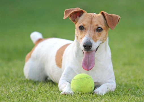 What makes the Jack Russell dog breed so popular?