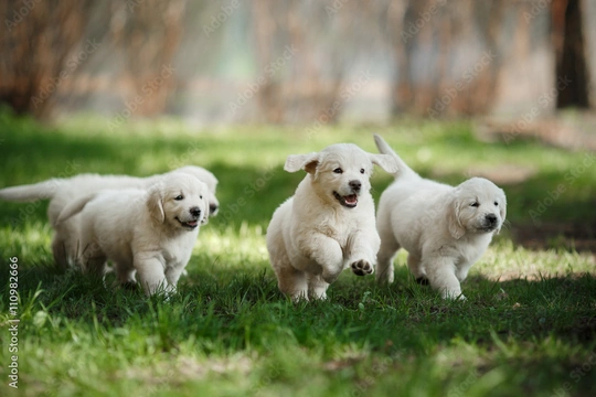  Early puppy socialisation tips for dog breeders