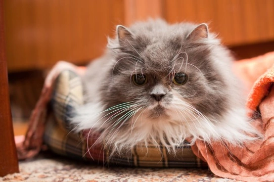 Care considerations for elderly and mature cats