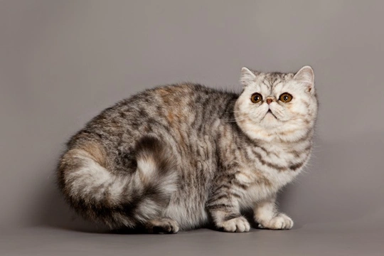 What are Pedigree Cats?