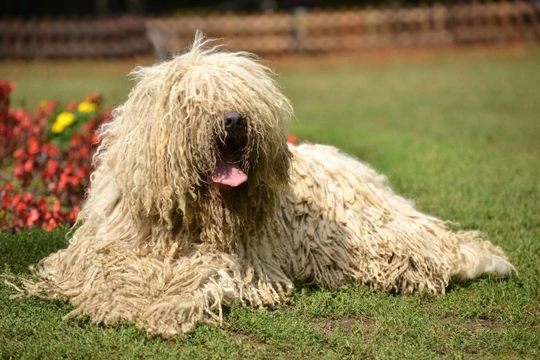 Komondor dog sales