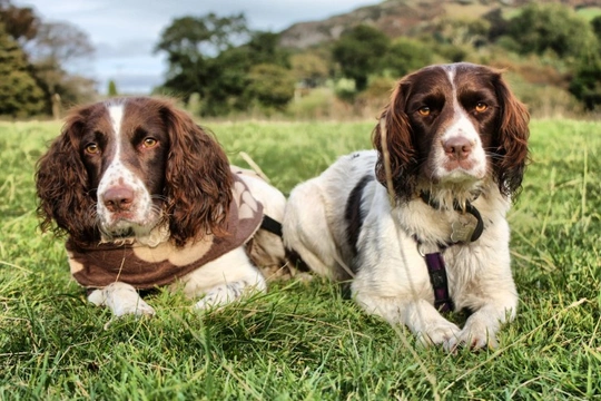 Spaniel hot sale tail docking