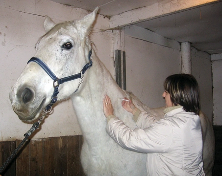 Vlastní kůň, díl 26: Infekce a jak se jim vyhnout