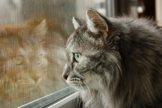 Why do some cats deliberately go out in the rain?
