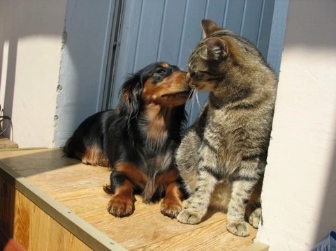 Introducing Your New Cat To Your Dog