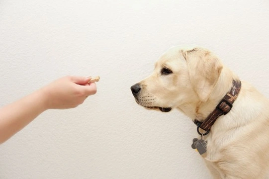 Four simple steps for getting your dog’s attention