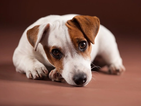 Six important warning signs that your dog might be masking pain