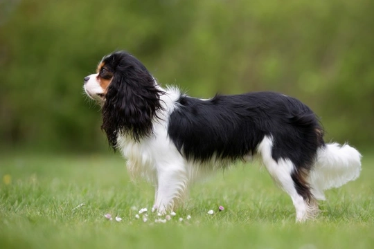 Episodic falling syndrome health testing for the Cavalier King Charles spaniel