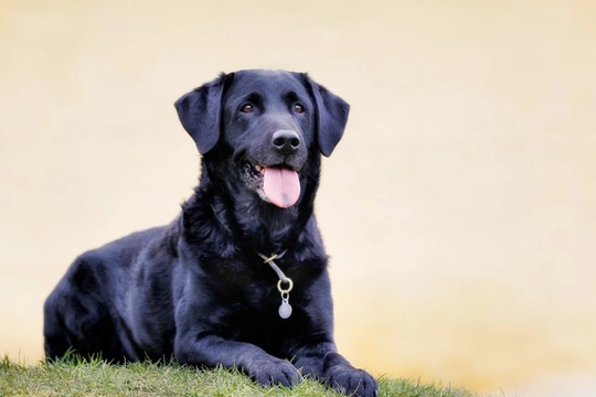Is the Labrador retriever the right dog for you?