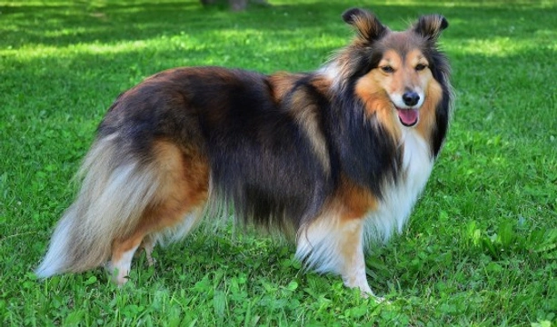 Some frequently asked questions about the Shetland sheepdog