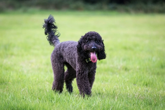Labradoodle frequently asked questions