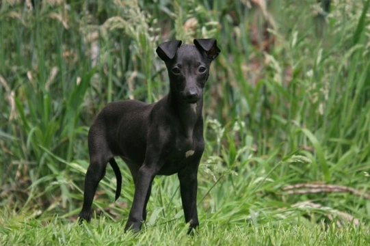 Italian greyhound longevity and hereditary health