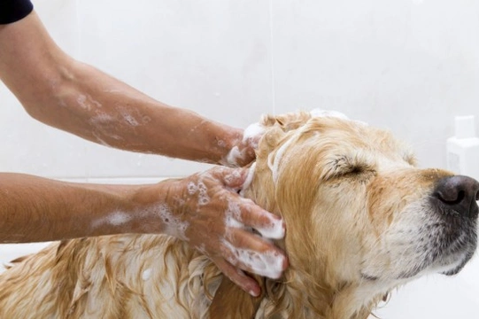 How to groom and bath your dog - the basics