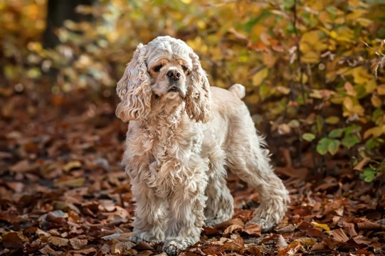 How the American cocker spaniel became recognised as a breed in its own right