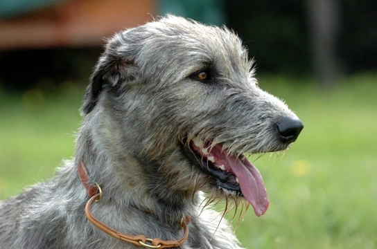 Irish Wolfhound Startle Disease (SD) – Hyperekplexia