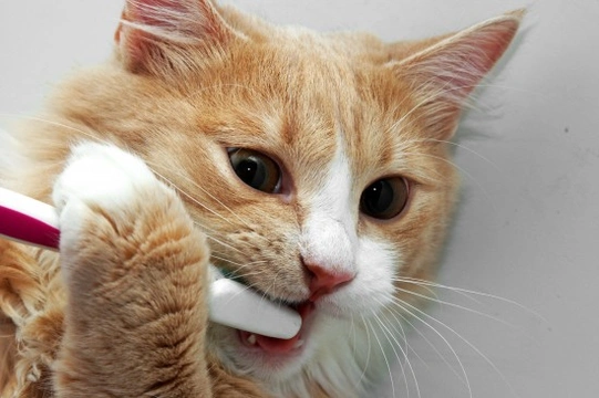 How to Keep Your Cat's Teeth Cleaner