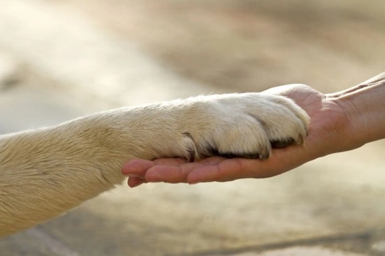 Caring for your pets - The Animal Welfare Act (2006)