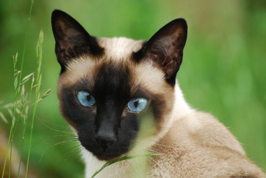 The Siamese Cat - An Oriental Talkative Treasure
