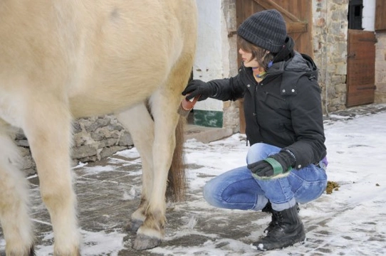 Grooming a Horse over winter