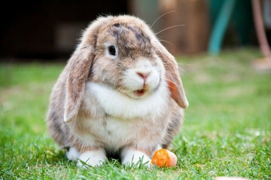 Conejo belier (lop): características y cuidados