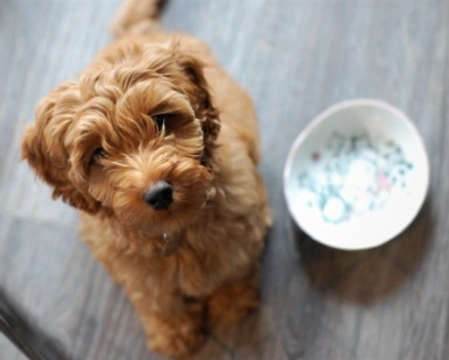 Cuccioli di cane: quanti pasti fare al giorno? E come gestirli?