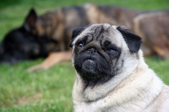 6 Medical Reasons Why Your Dog May be Overweight