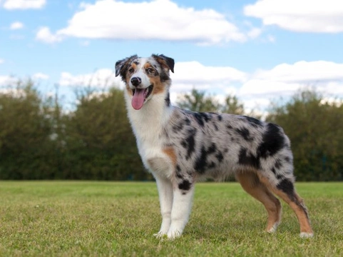 Health Issues More Commonly Seen in the Australian Shepherd