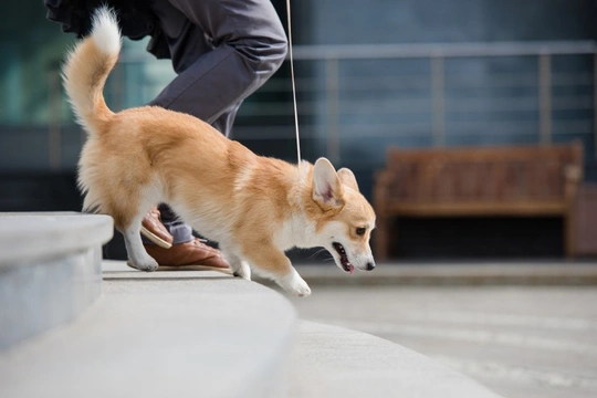 Dog walking up clearance stairs