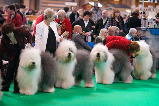 Crufts 2018: Everything you need to know about the world’s largest dog show
