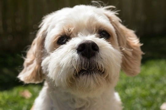 Ten things you need to know about the Cavachon dog before you buy one