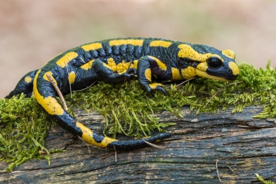 How to keep a pet salamander healthy and happy