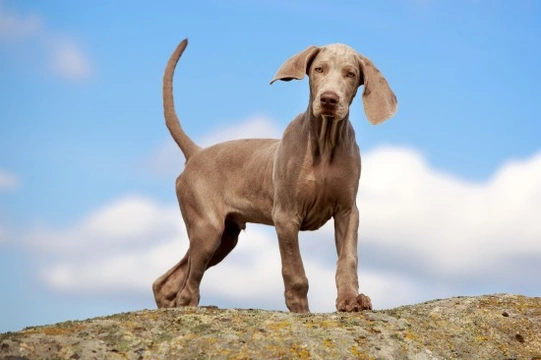 Is a Weimaraner the right dog for you?