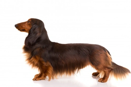 Different kinds best sale of dachshunds