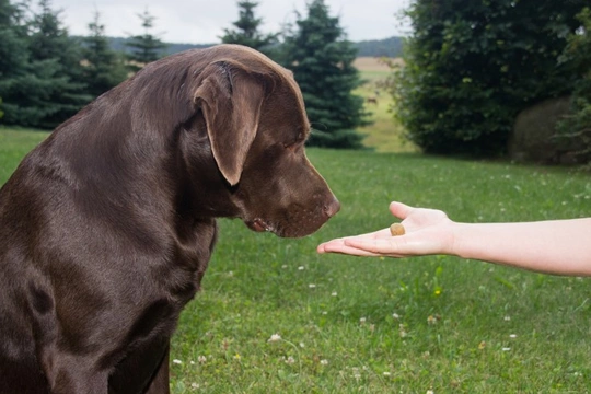 Five pieces of dog training advice that are badly out of date