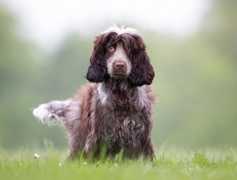 Health conditions that can lead to behavioural changes in your dog