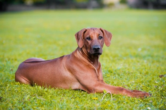 Region 2024 ridgeback dog