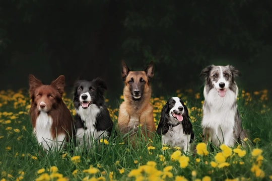 22 Interesting facts about different dog breeds