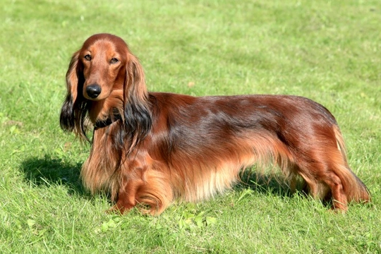 Spinal problems in the Dachshund dog breed